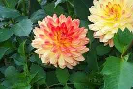 Image result for dhalia
